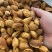巴旦木龙果巴旦木爆壳巴旦木薄壳巴旦木坚果干果零食一手货源