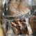 牛拱嘴牛嘴巴熟牛嘴巴牛头肉火烧毛牛拱嘴无碱火烧毛
