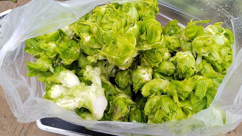 半儿菜