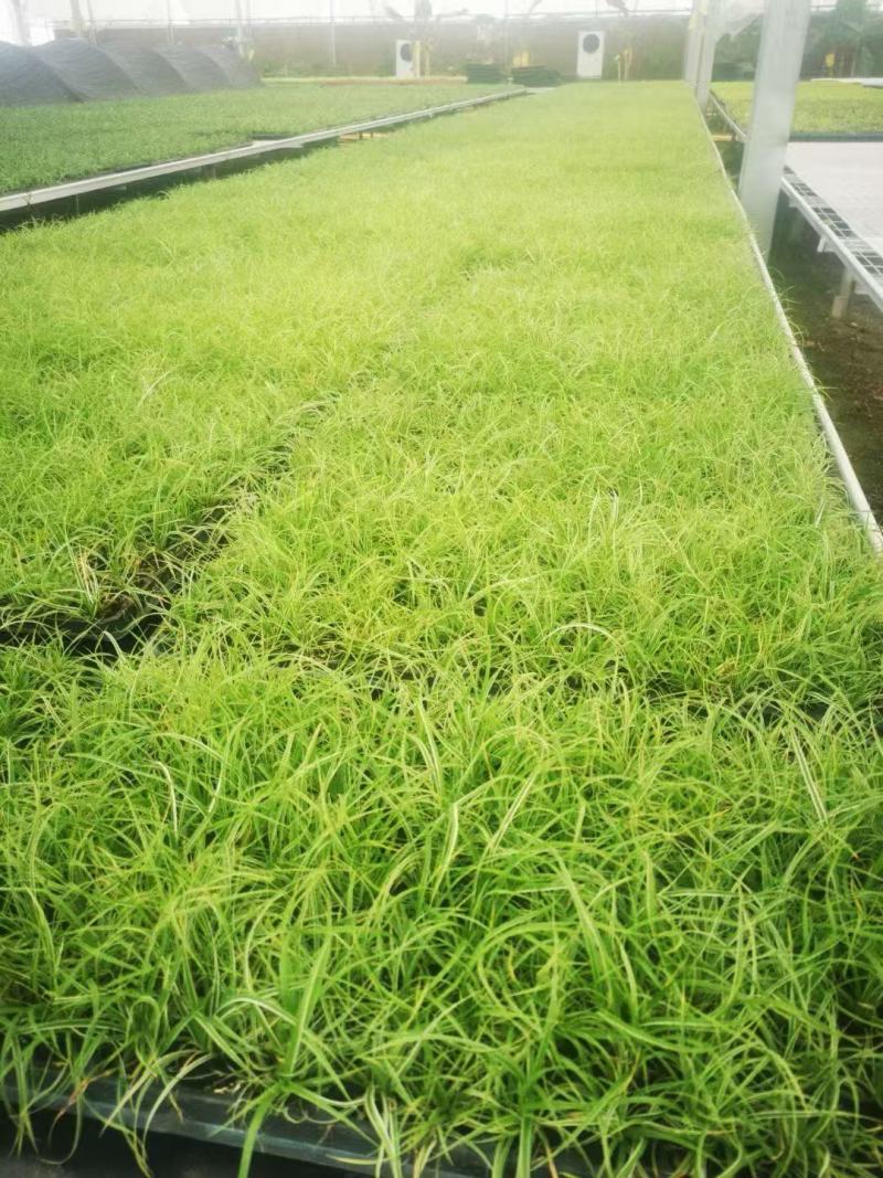 精品黄金黄金苔草优质黄金苔草