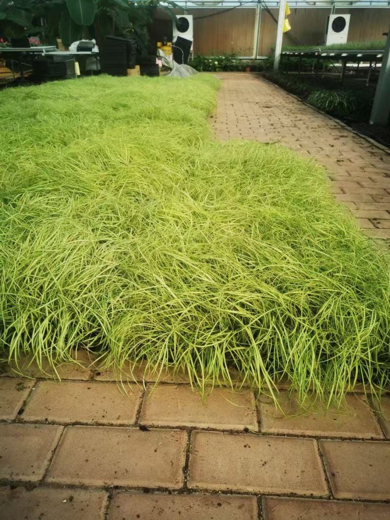 精品黄金黄金苔草优质黄金苔草