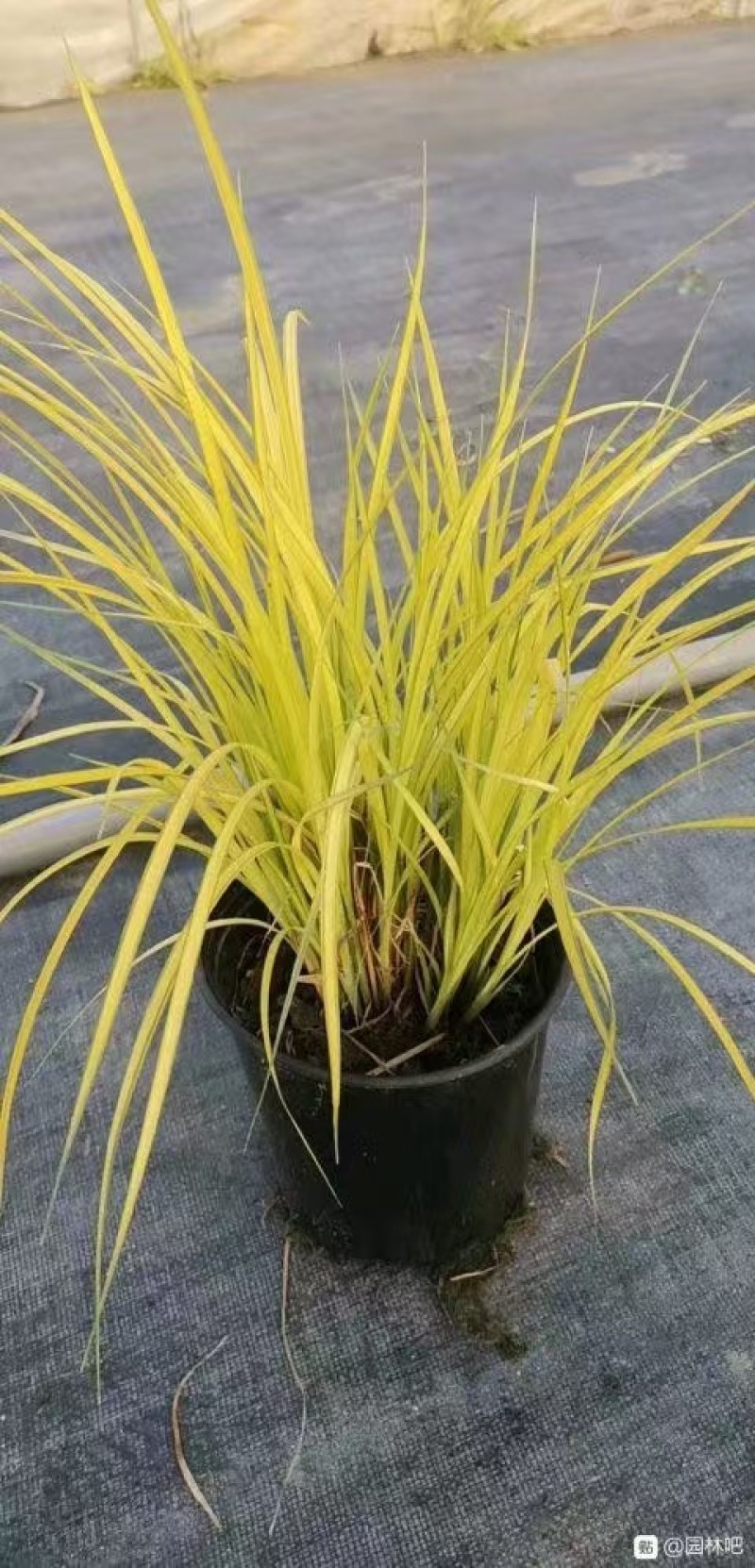 精品黄金黄金苔草优质黄金苔草
