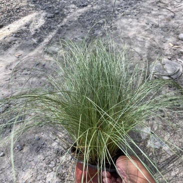 精品亚马逊迷雾苔草