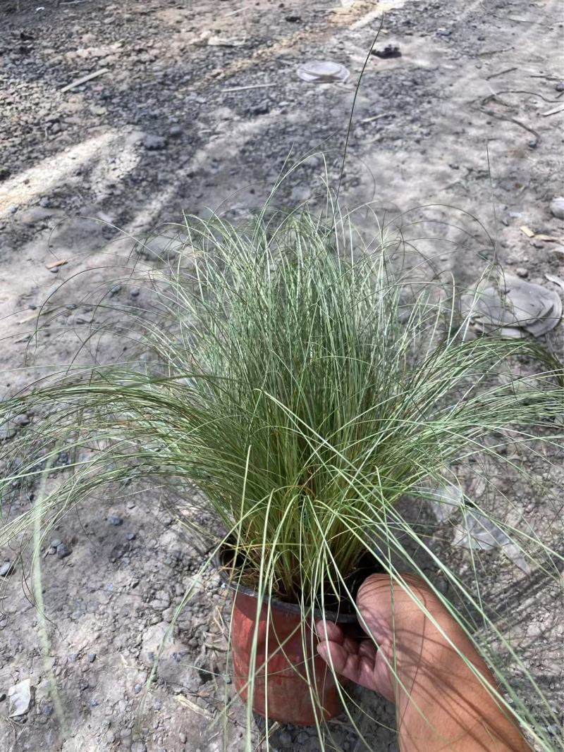 精品亚马逊迷雾苔草