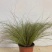 精品亚马逊迷雾苔草