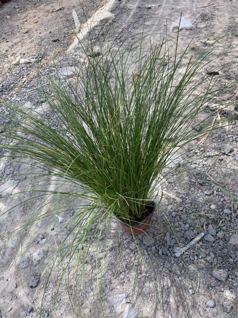 精品凤凰绿苔草优质凤凰绿苔草