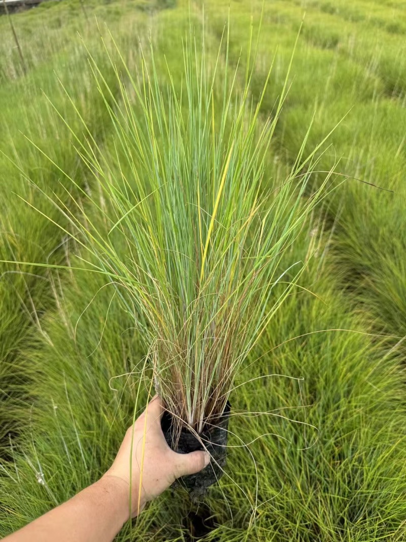 精品凤凰绿苔草优质凤凰绿苔草