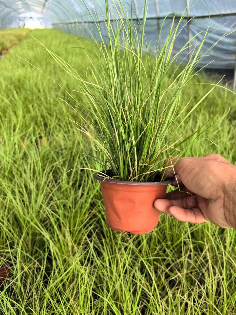 精品凤凰绿苔草优质凤凰绿苔草