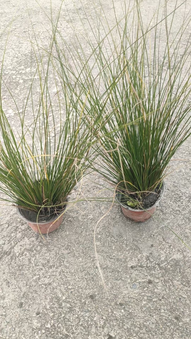 精品凤凰绿苔草优质凤凰绿苔草