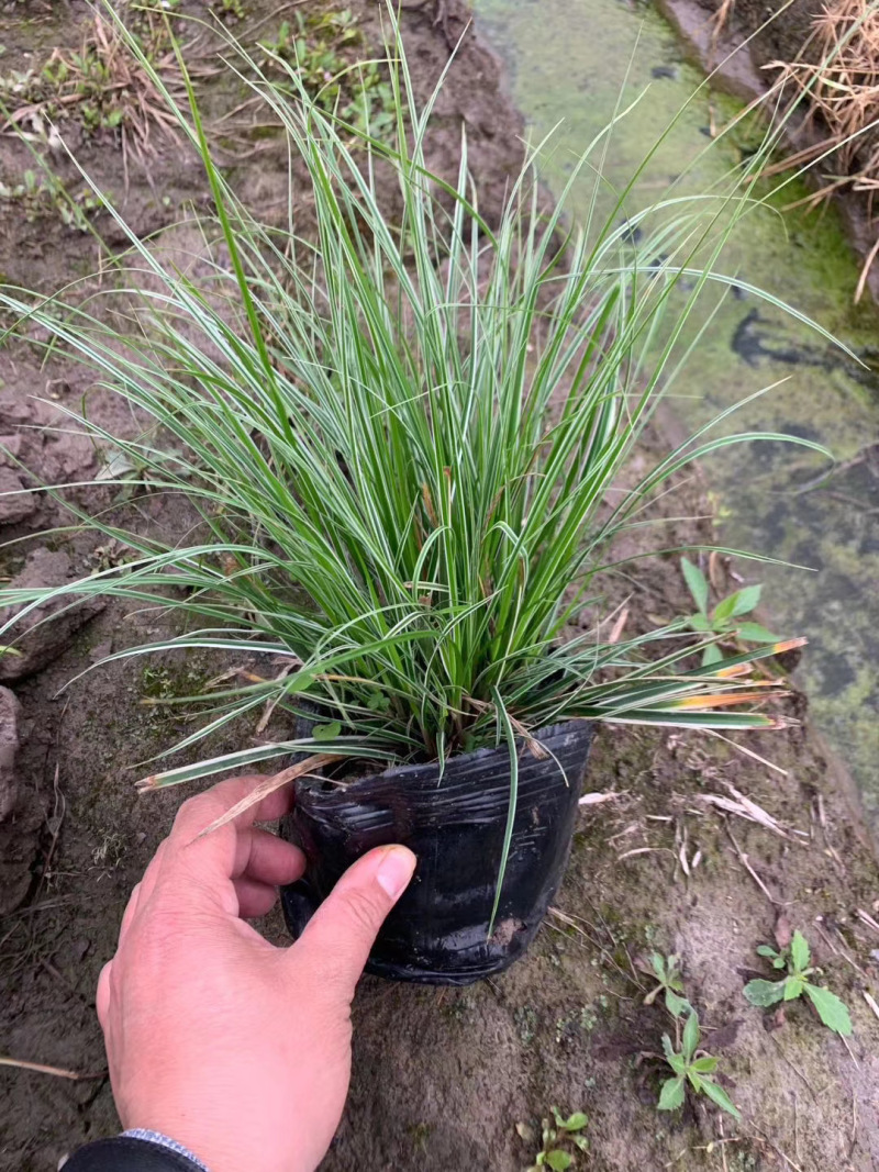 精品埃弗里斯特苔草