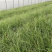 精品埃弗里斯特苔草