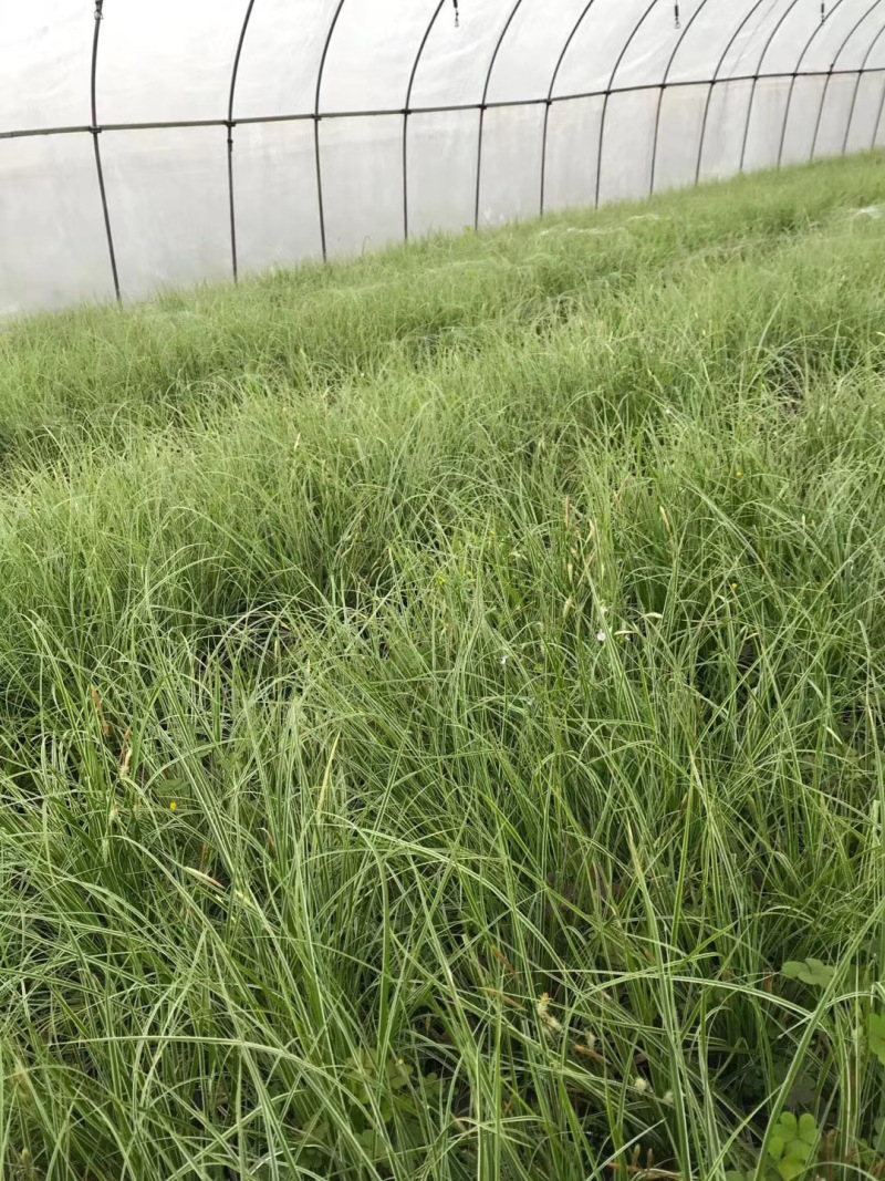 精品埃弗里斯特苔草
