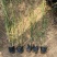 精品荻草。优质狄草