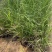 精品荻草。优质狄草