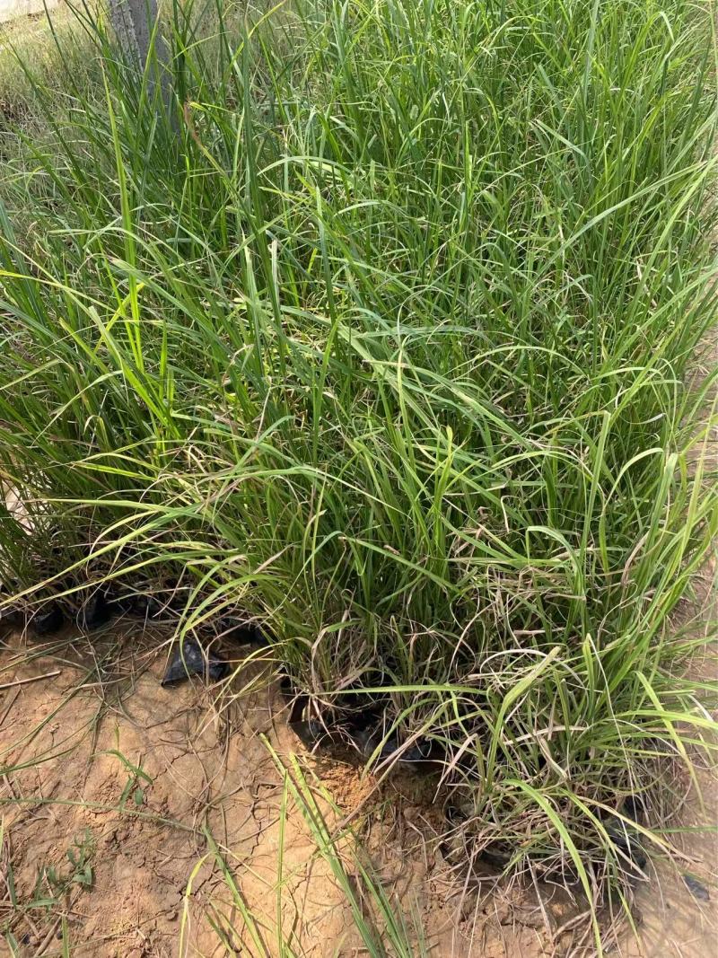 精品荻草。优质狄草
