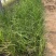 精品荻草。优质狄草