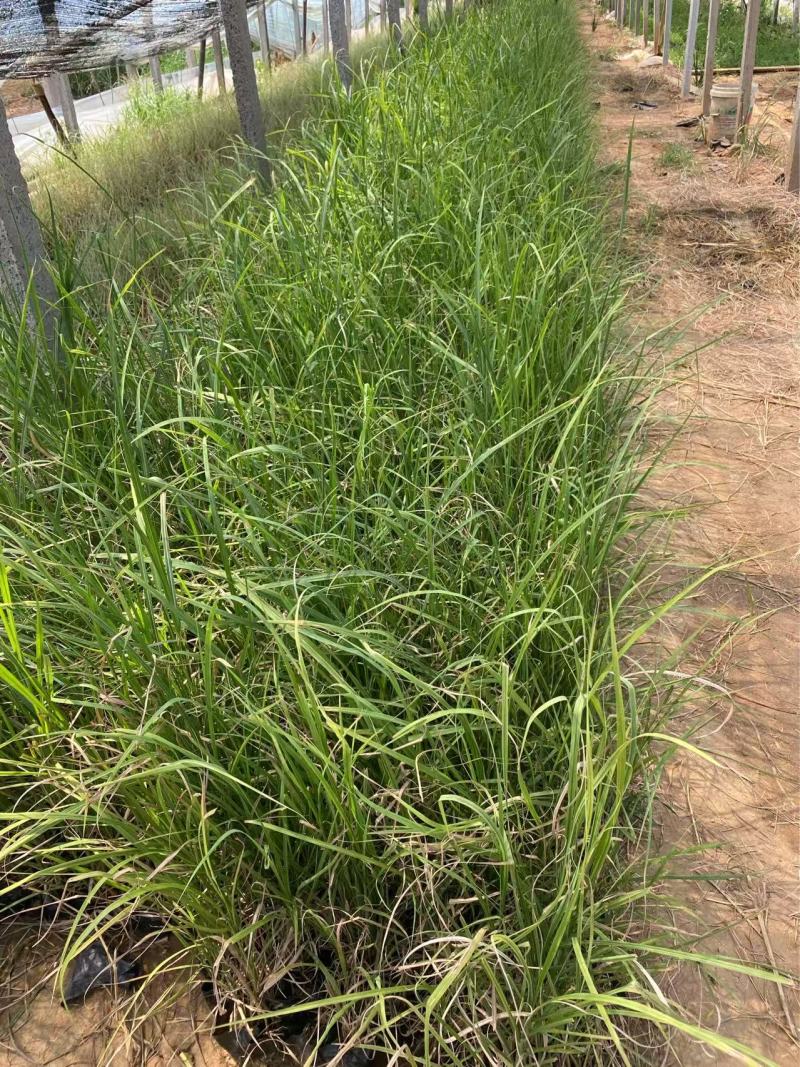 精品荻草。优质狄草