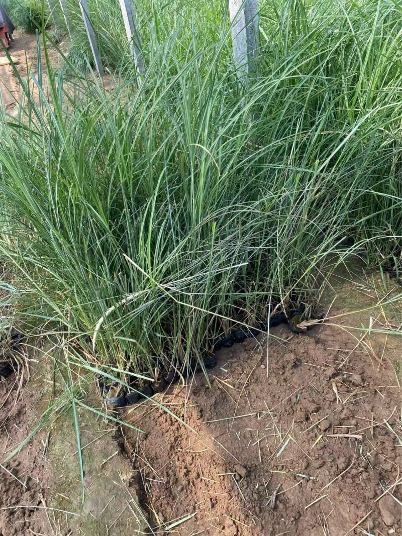 精品荻草。优质狄草