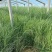 精品荻草。优质狄草