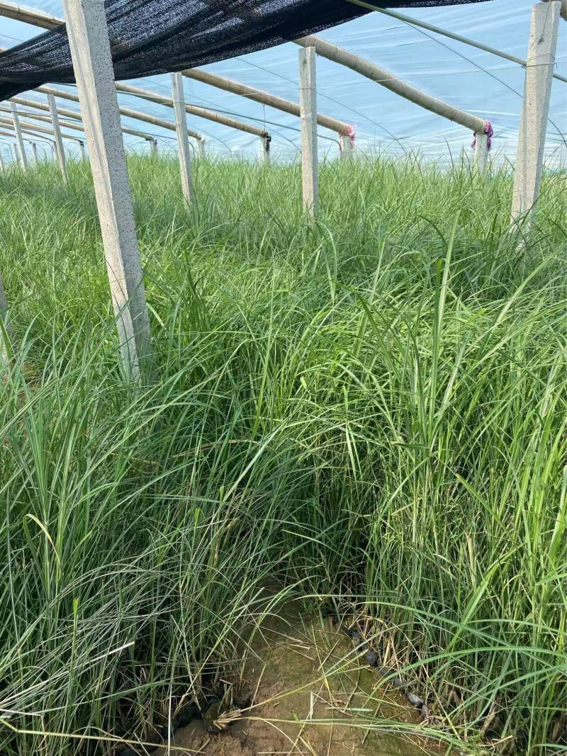 精品荻草。优质狄草