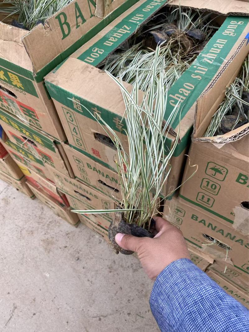 精品银边优质银边