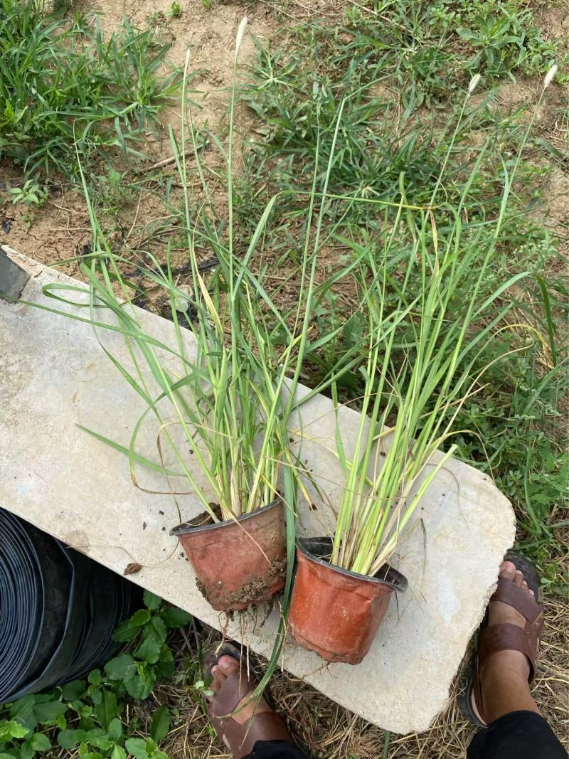 精品非洲狼尾草优质非洲狼尾草