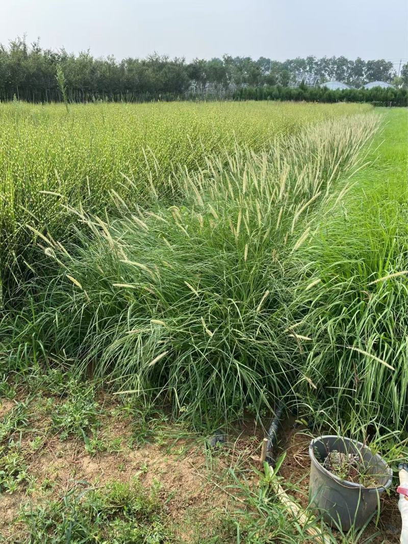 精品非洲狼尾草优质非洲狼尾草