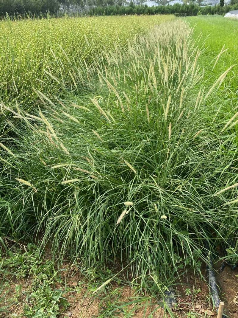 精品非洲狼尾草优质非洲狼尾草