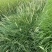 精品非洲狼尾草优质非洲狼尾草