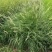精品非洲狼尾草优质非洲狼尾草