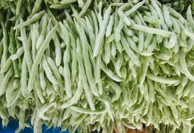 云南白豆白芸豆白不老白豆角产地直供量大从优