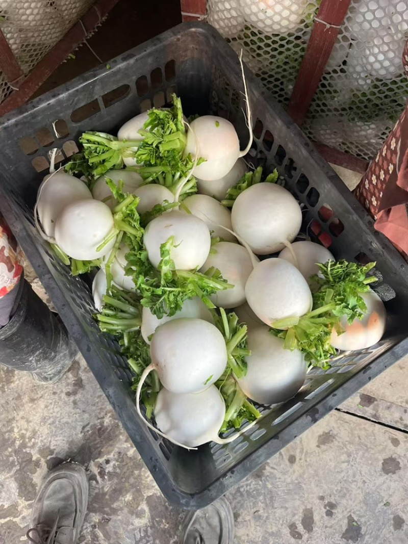 小个头圆白萝卜，3-9两的货，北京，上海，苏州，合肥的货
