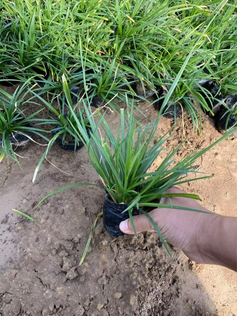 精品崂峪苔草优质涝峪苔草
