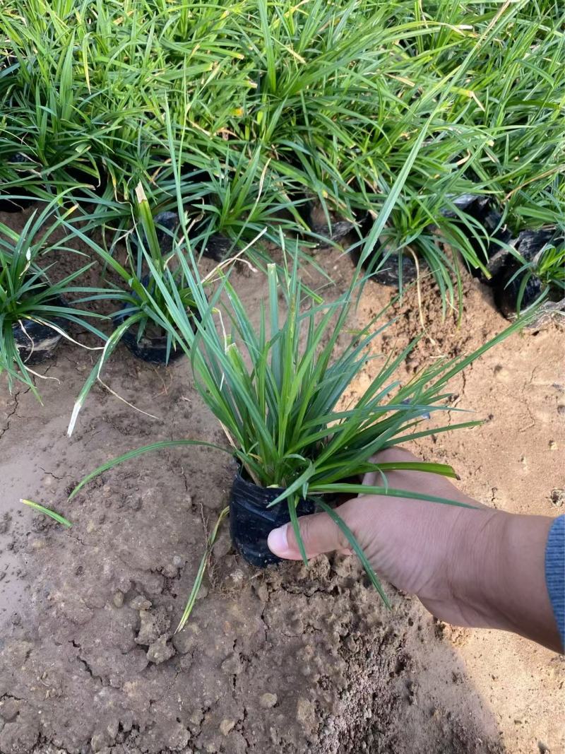 精品崂峪苔草优质涝峪苔草