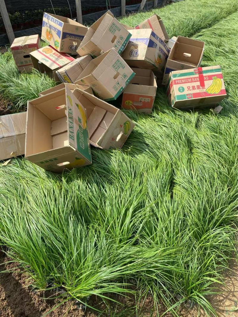 精品崂峪苔草优质涝峪苔草