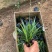 精品崂峪苔草优质涝峪苔草