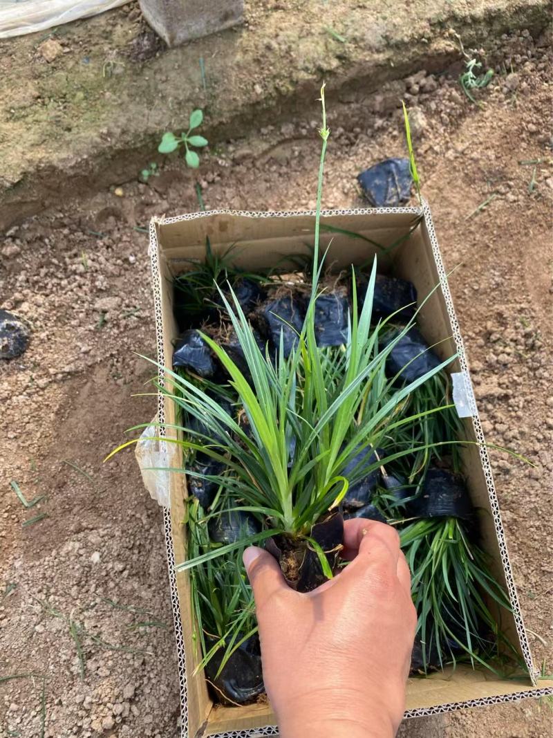 精品崂峪苔草优质涝峪苔草