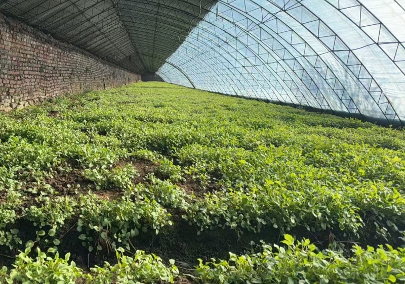山生菜，，无科技狠活，欢迎选购。