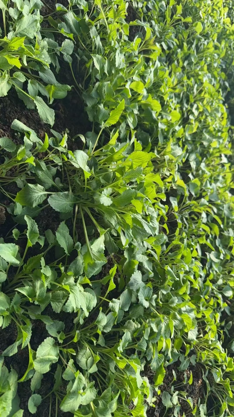 山生菜，，无科技狠活，欢迎选购。