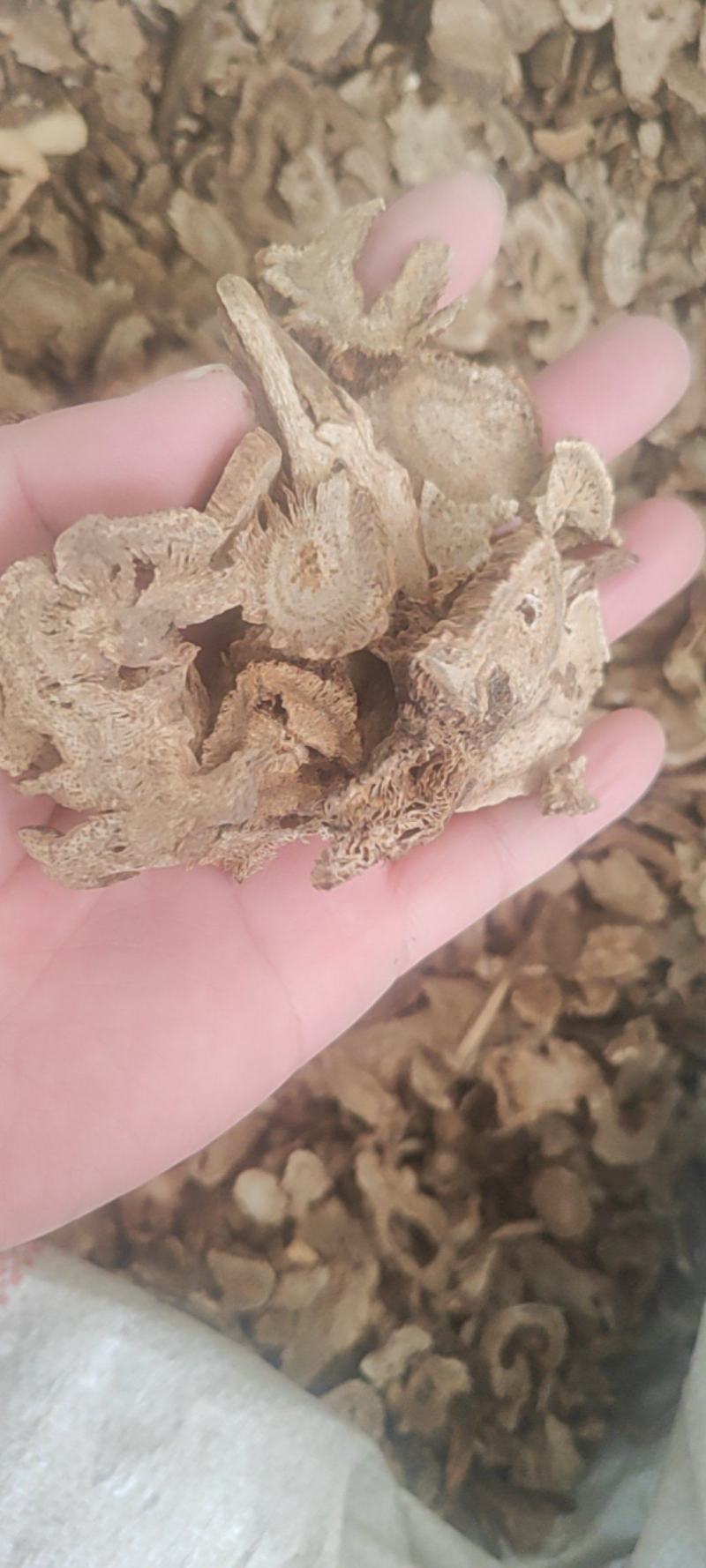 云木香干货云木香量大从优欢迎选购！