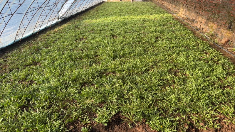 蒲公英，无科技狠活，欢迎选购。