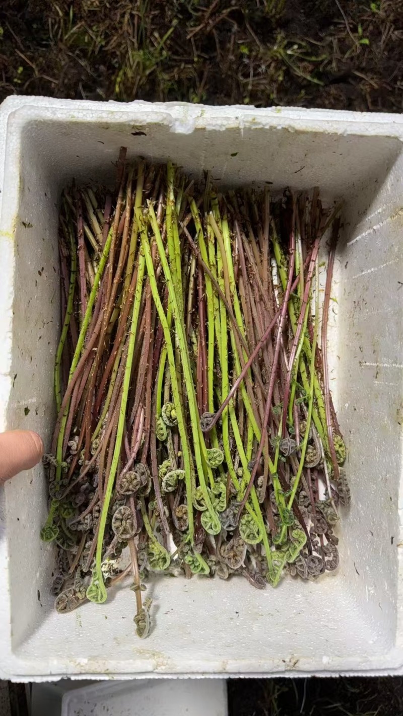 猴腿菜，无科技狠活，欢迎选购。