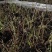 猴腿菜，无科技狠活，欢迎选购。