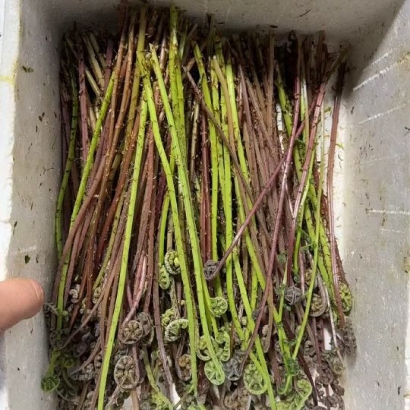 猴腿菜，无科技狠活，欢迎选购。
