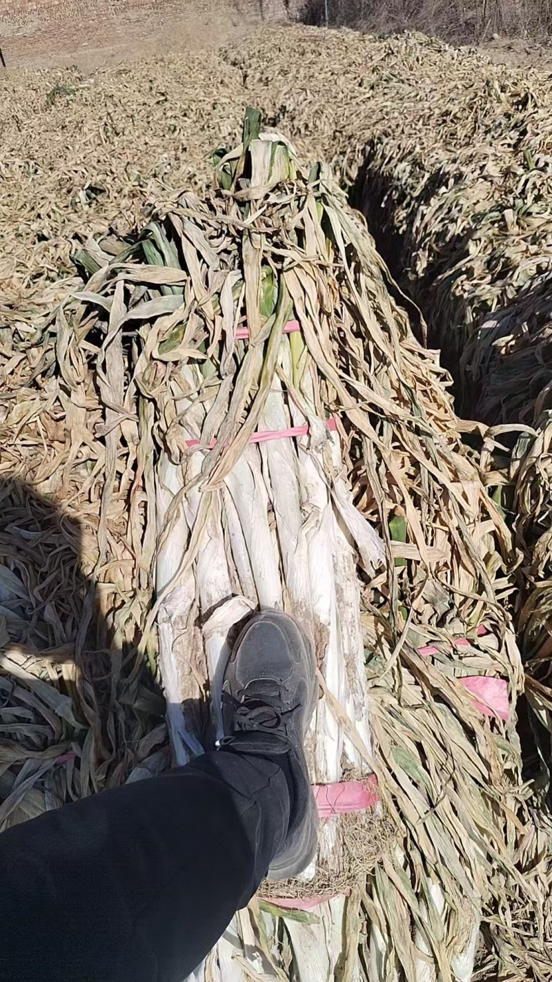 大葱，长白大葱，铁杆大葱，刚葱，长白大葱，长盘葱，新大葱