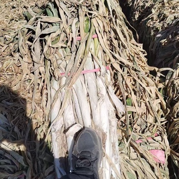 大葱，长白大葱，铁杆大葱，刚葱，长白大葱，长盘葱，新大葱