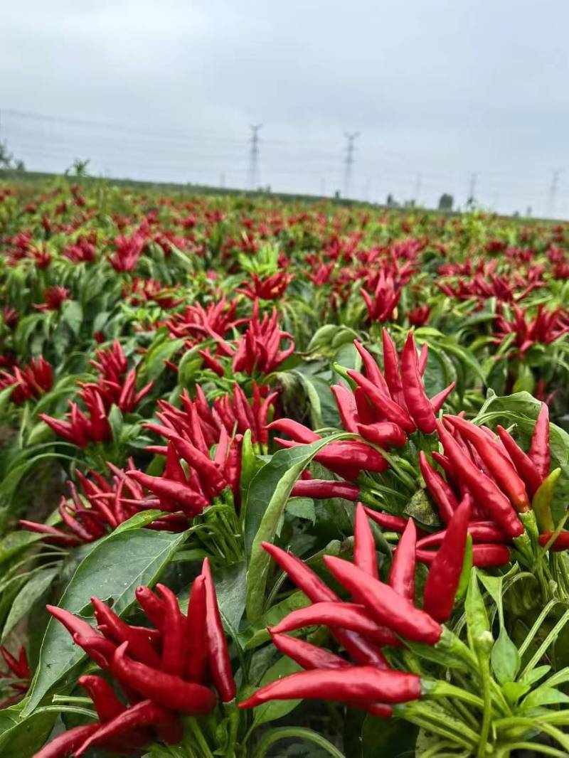 朝天椒辣椒苗蒜乡红一次性采摘包回收全程技术指导