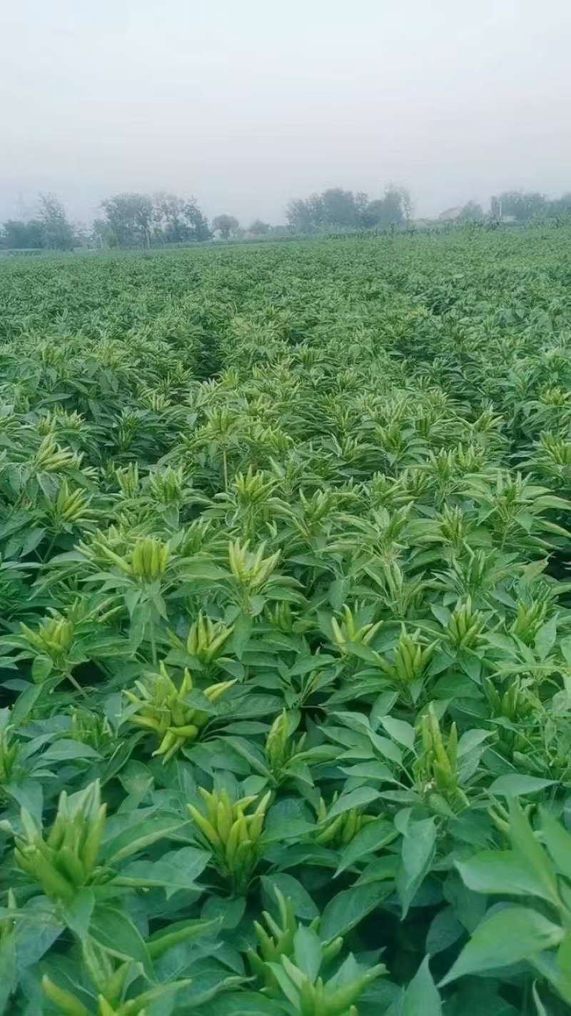 朝天椒辣椒苗蒜乡红一次性采摘包回收全程技术指导