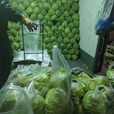 甘蓝大量供应山东，产地直发，货源充足，量大从优，欢迎咨询
