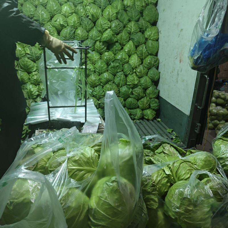 甘蓝大量供应山东，产地直发，货源充足，量大从优，欢迎咨询